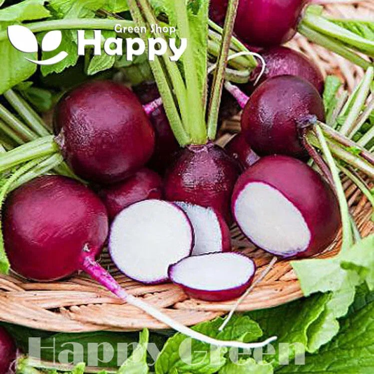 Purple Radish 'Malaga' - 400 seeds (Raphanus sativus)