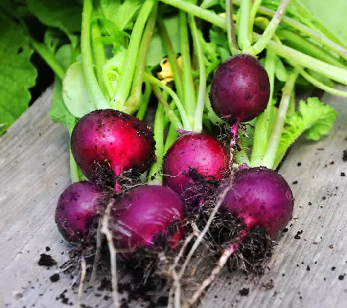 Purple Radish 'Malaga' - 400 seeds (Raphanus sativus)