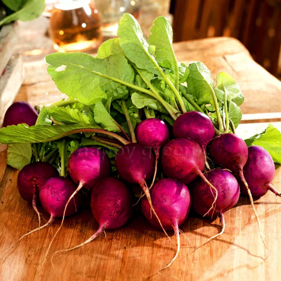 Purple Radish 'Malaga' - 400 seeds (Raphanus sativus)