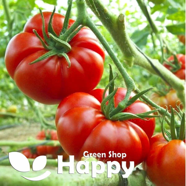 Beefsteak Tomato 'Marmande' - 80 seeds (Solanum lycopersicum)