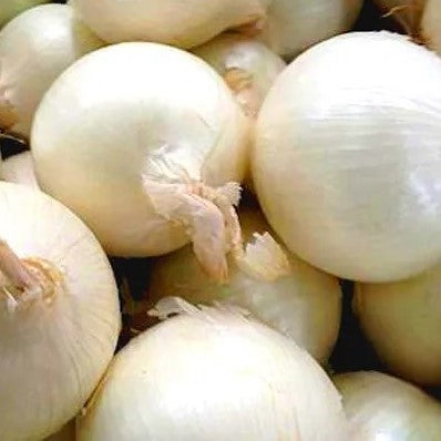 White Onion Avalon - 200 seeds (Allium cepa)