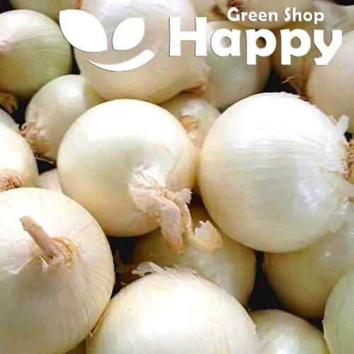 White Onion Avalon - 200 seeds (Allium cepa)