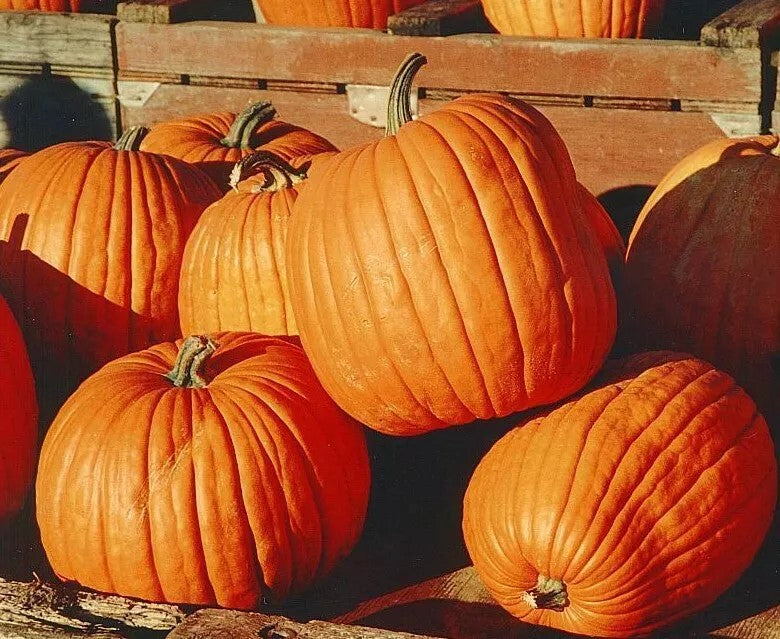 Pumpkin 'Jack o'lantern' - 25 seeds (Cucurbita pepo)
