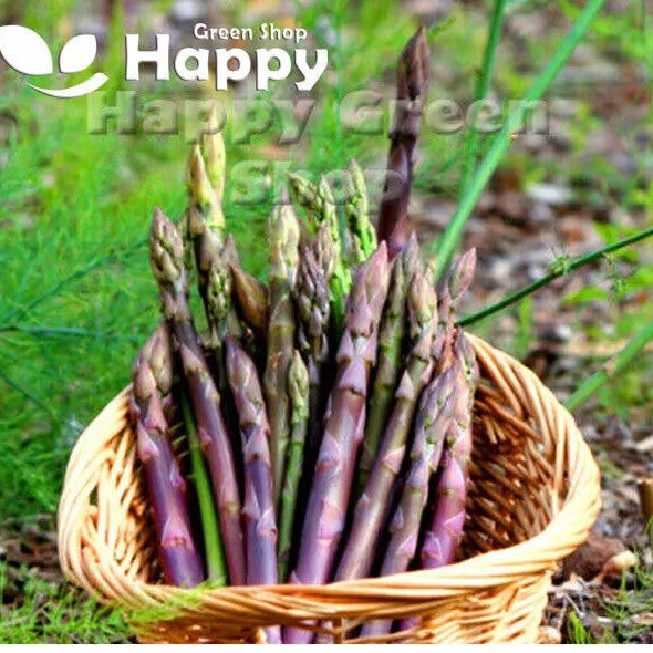 Asparagus 'D'Argenteuil' - 110 seeds (Asparagus officinalis)