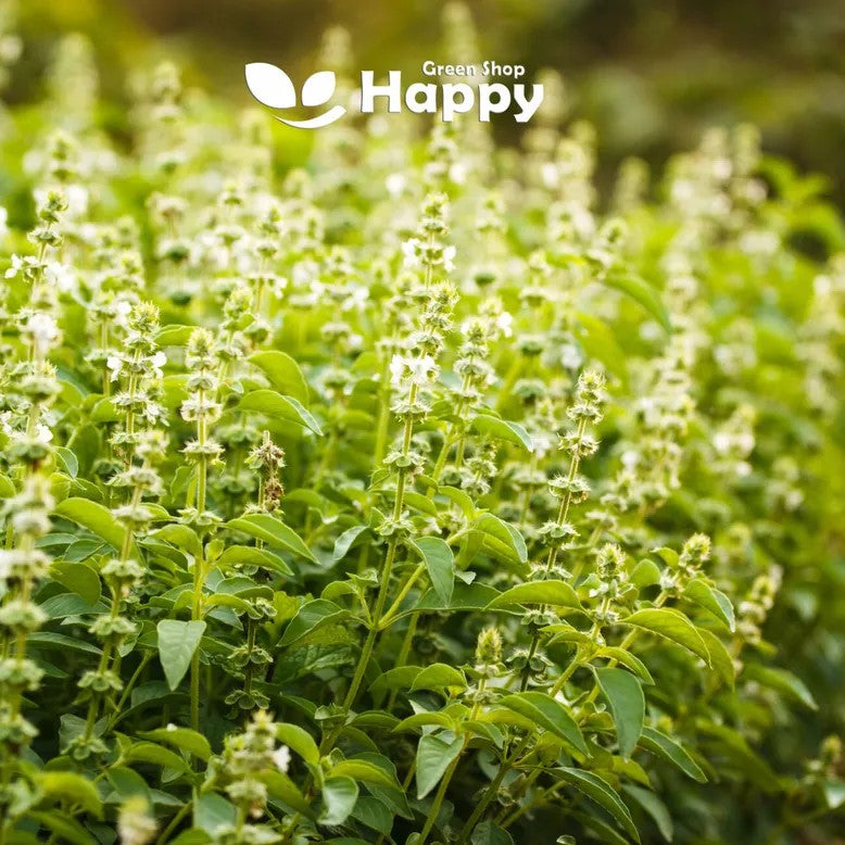 Holy Basil Herb - 1000 seeds (Ocimum Sanctum)