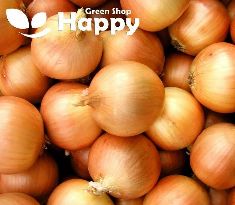Onion Hiberna - 300 seeds (Allium cepa)