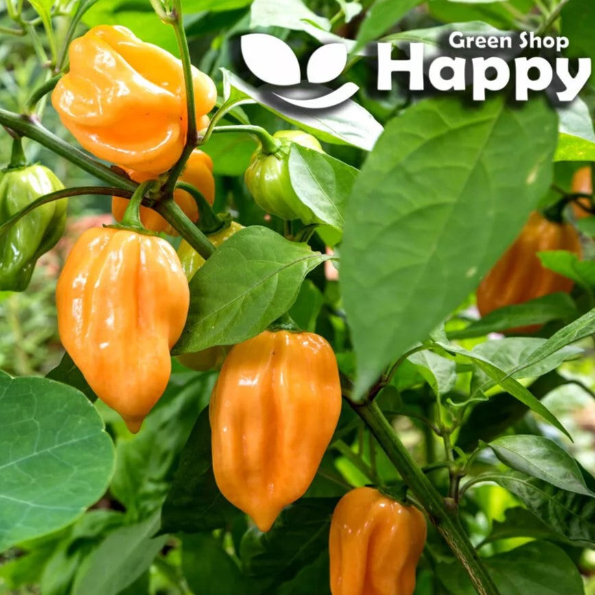 Chilli Pepper "Yellow Habanero" - 30 seeds (Capsicum annuum)