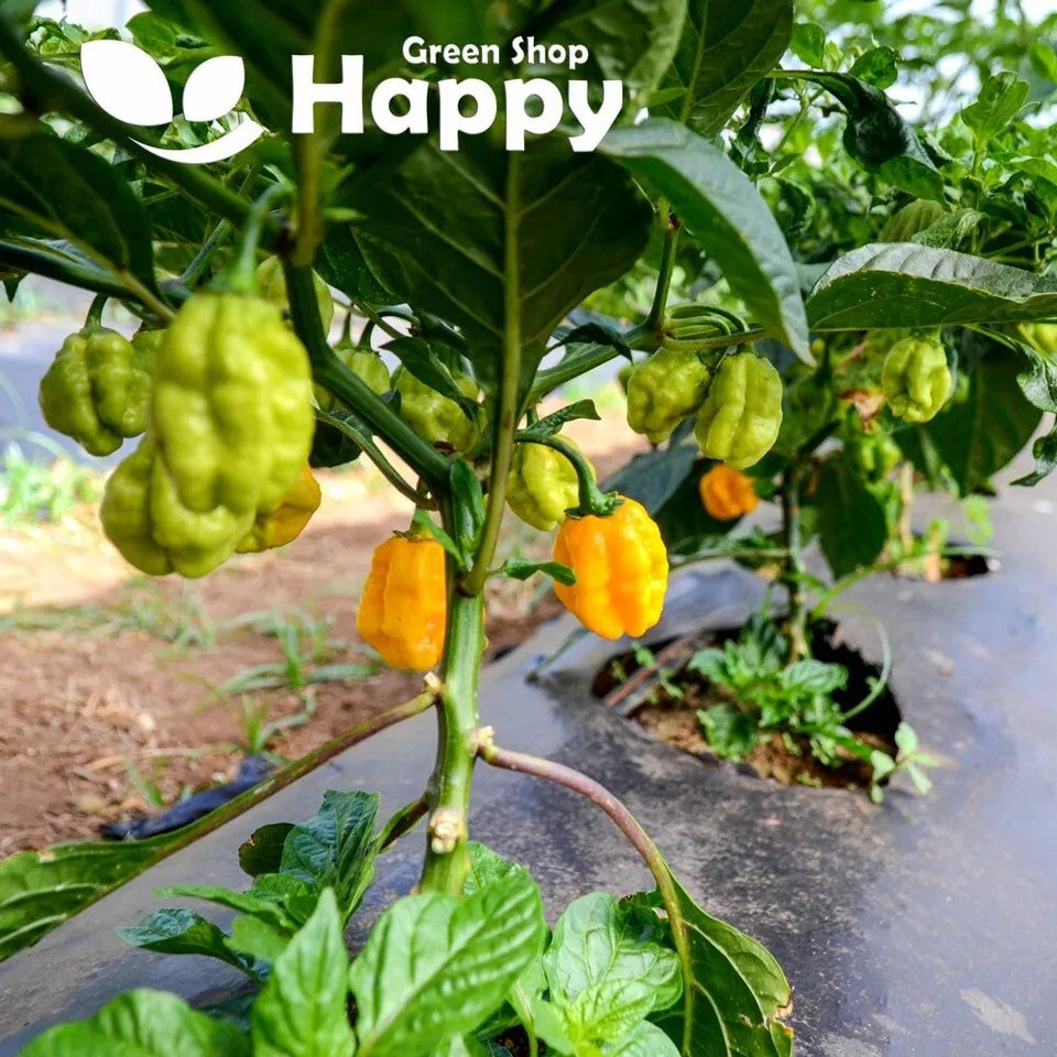 Chilli Pepper "Yellow Habanero" - 30 seeds (Capsicum annuum)