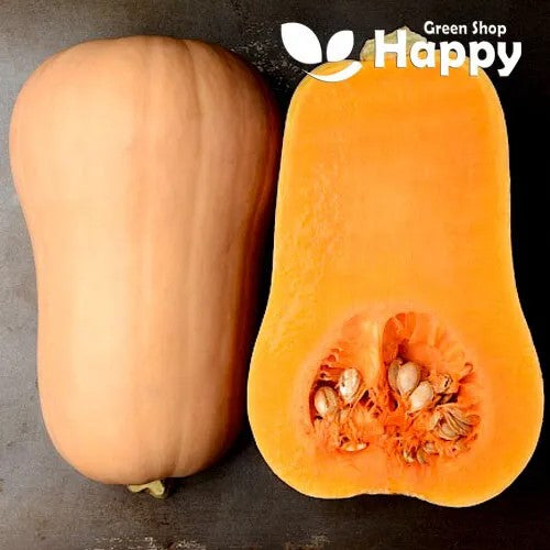 Squash 'Waltham Butternut' - 20 seeds (Cucurbita moschata)