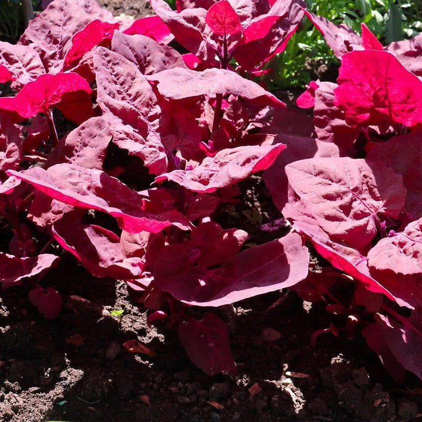 French Spinach - Purple spinach baby leaf - 450 seeds (Atriplex hortensis Orach)