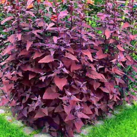 French Spinach - Purple spinach baby leaf - 450 seeds (Atriplex hortensis Orach)