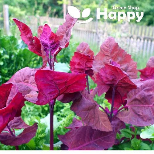 French Spinach - Purple spinach baby leaf - 450 seeds (Atriplex hortensis Orach)
