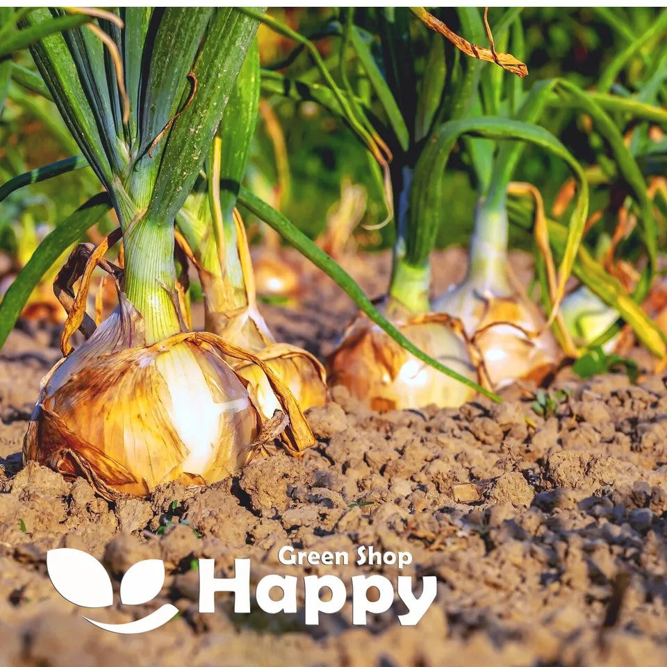 Onion 'Signum' - 400 seeds (Allium cepa)