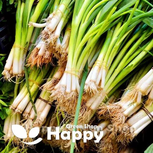 Spring onion 'White Lisbon' - 600 seeds (Allium cepa)