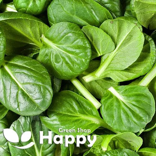 Spinach 'Greta' F1 - 250 seeds (Spinacia oleracea)