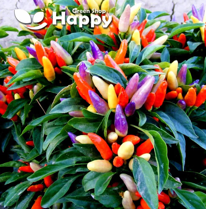 Ornamental Pepper 'Aladdin' - 60 seeds (Capsicum annuum)