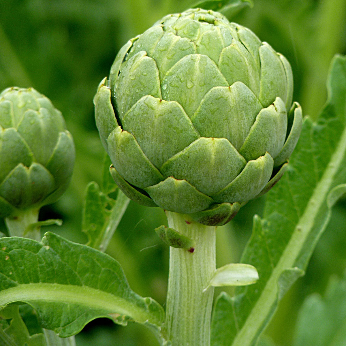 Artichoke 'Green Globe' - 20 seeds (Cynara scolymus)