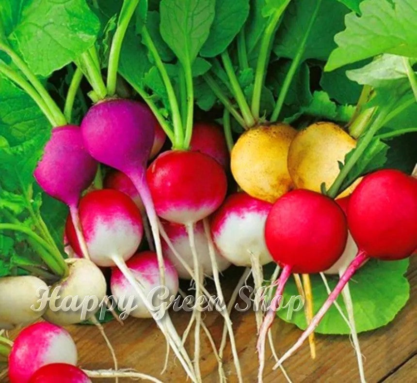 Radish 'Rainbow mixed' - 1200 seeds (Raphanus sativus)
