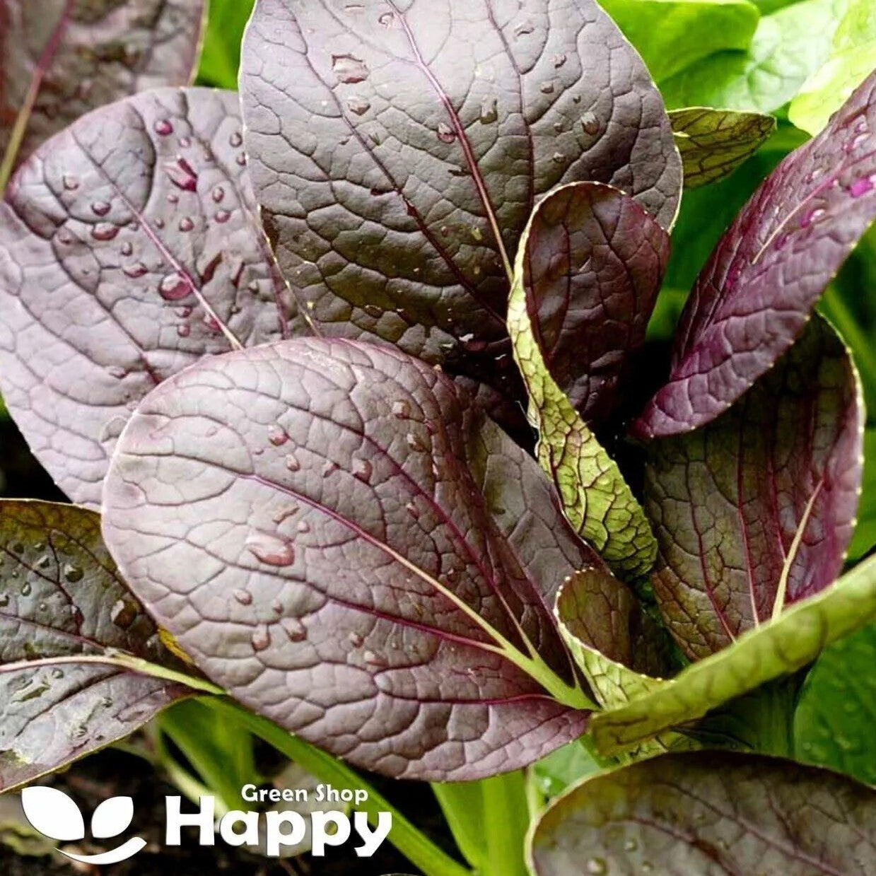 Komatsuna Red Spinach - 500 seeds (perviridis)