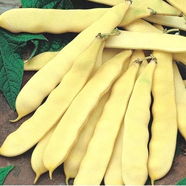 Dwarf bean 'Capitano' - 60 seeds (Phaseolus vulgaris)