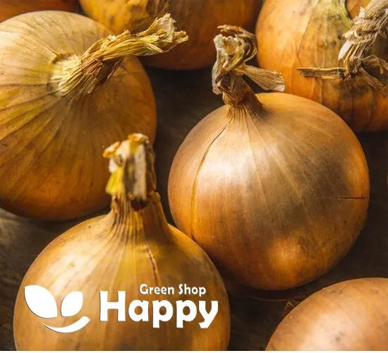 Onion 'Spanish sun' - 300 seeds (Allium cepa)