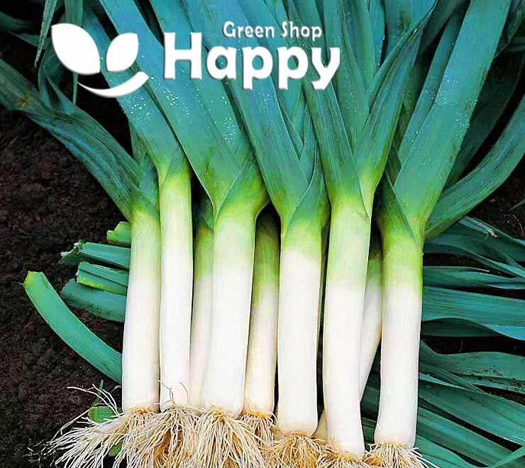 Leek Golem - 350 seeds (Allium porrum)