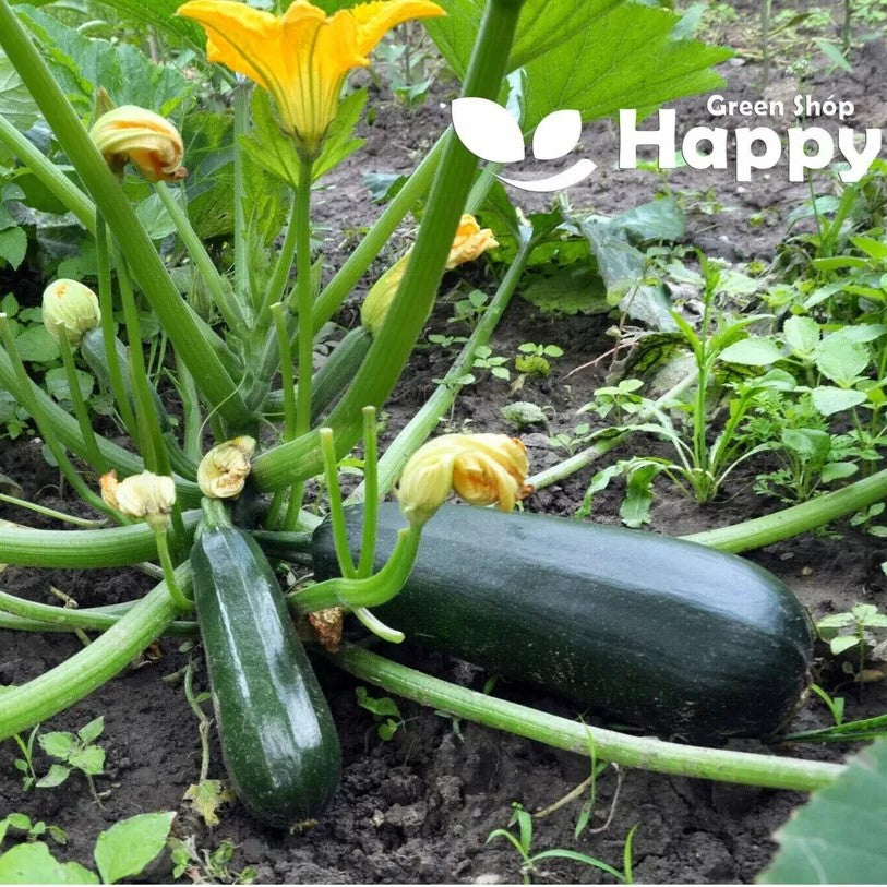 Courgette 'Black beauty' - 30 seeds (Cucurbita pepo)