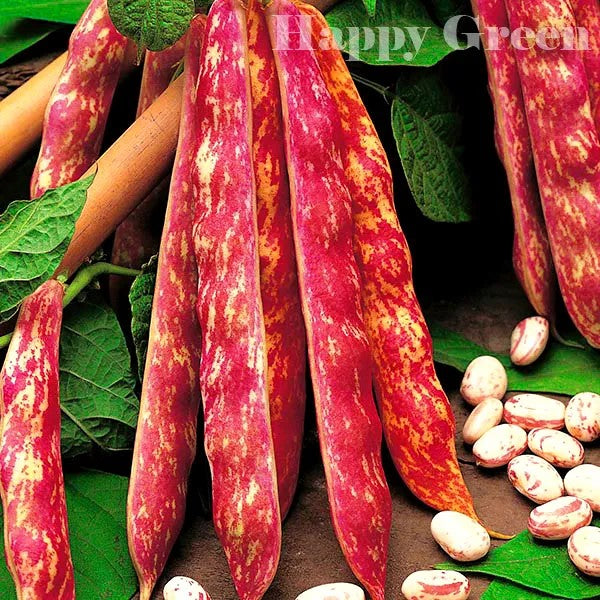 French bean 'Borlotto Lingua di Fuoco Nano' - 30 seeds