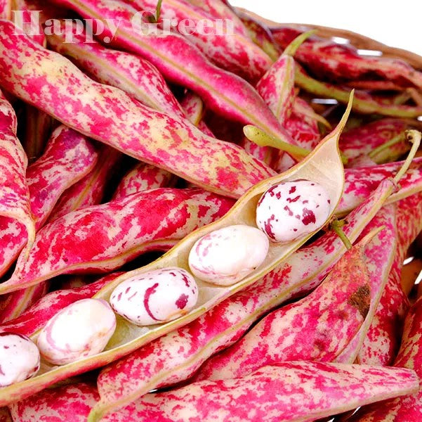 French bean 'Borlotto Lingua di Fuoco Nano' - 30 seeds