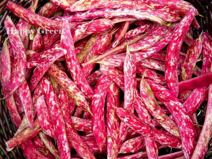 French bean 'Borlotto Lingua di Fuoco Nano' - 30 seeds