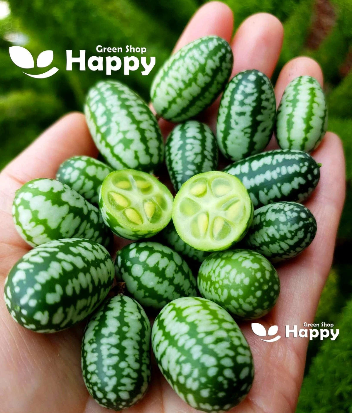 Cucamelon Edible `Mouse Melon` - 30 selected seeds (Melothria scabra)