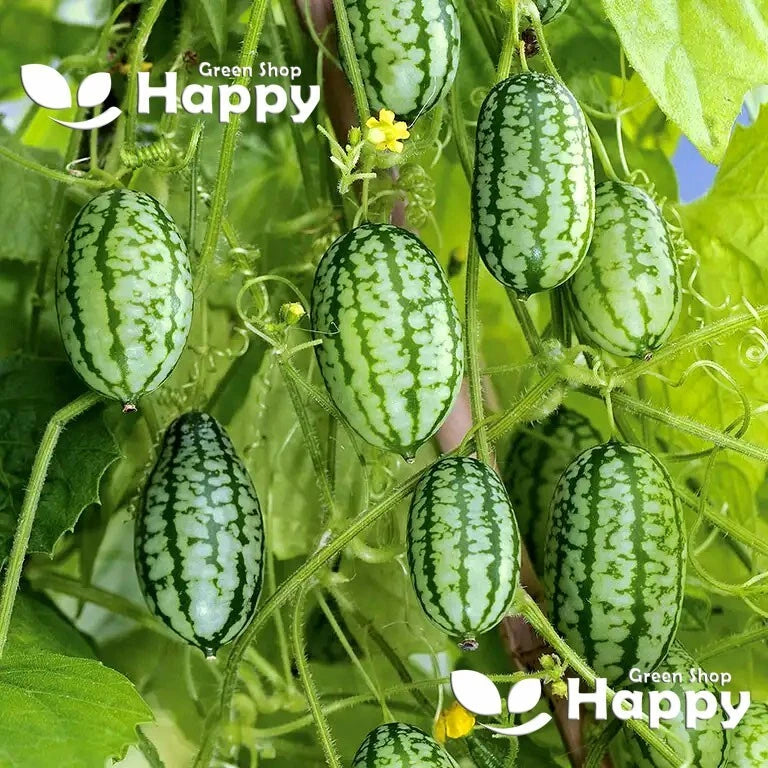 Cucamelon Edible `Mouse Melon` - 30 selected seeds (Melothria scabra)