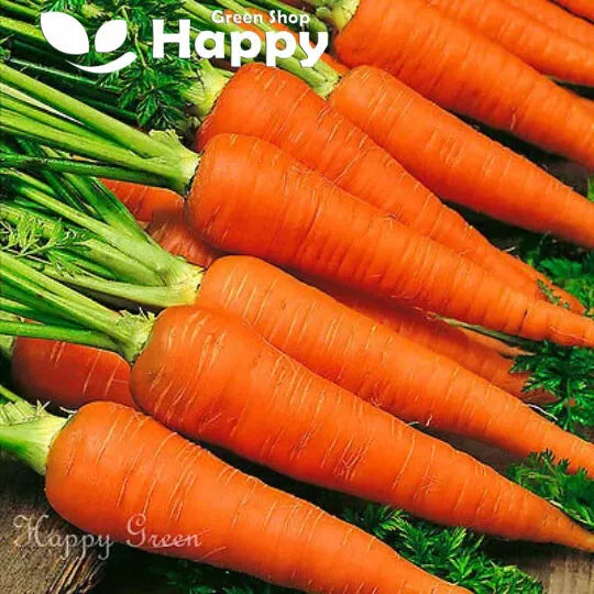 Carrot 'Early Nantes 3' - 1500 seeds (Daucus carota)