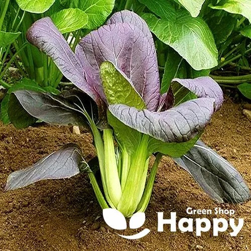 Pak Choi red `Inferno` - 80 seeds (Brassica chinensis)