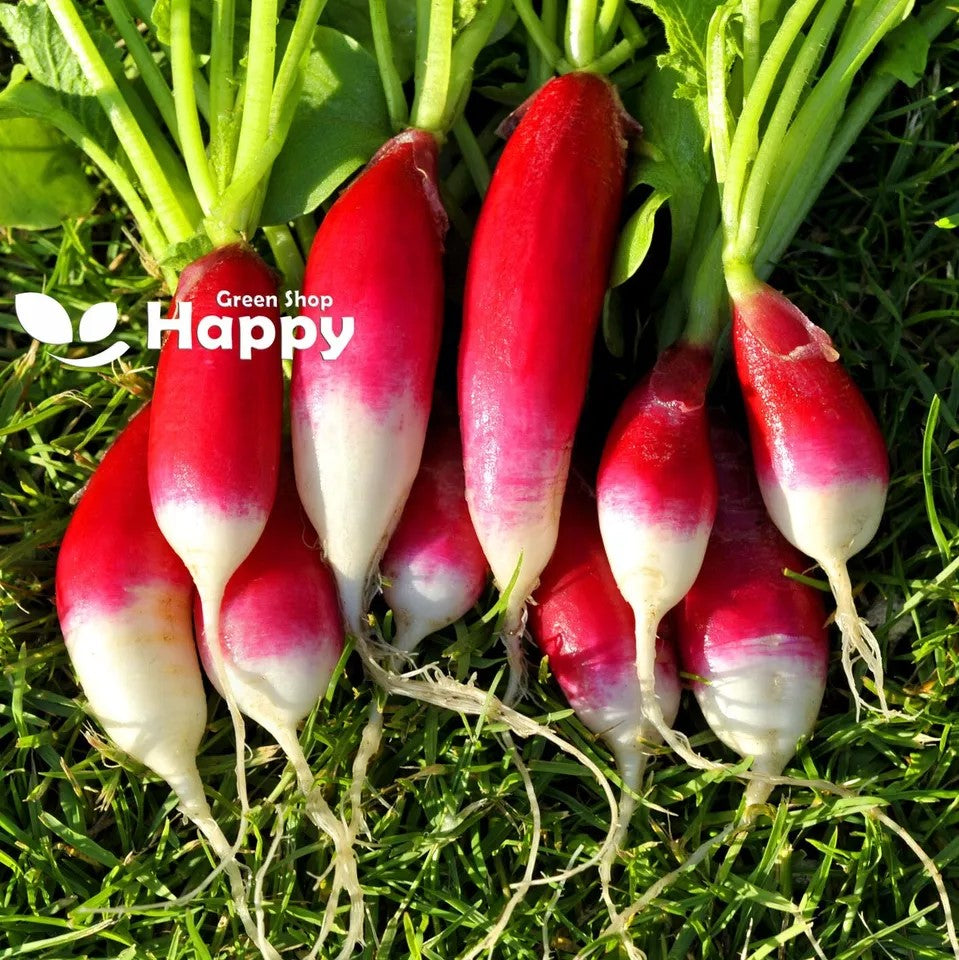 Radish 'Mila' French Breakfast type - 1000 seeds (Raphanus sativus)