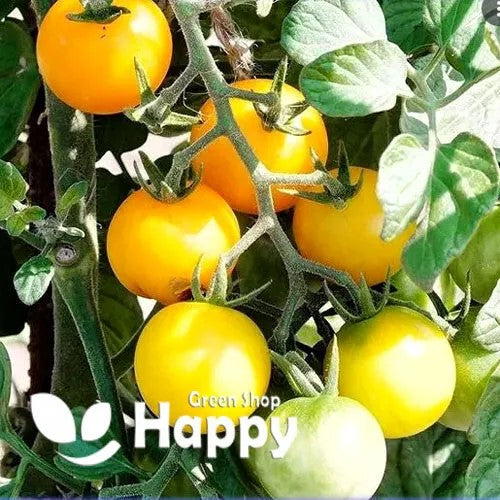 Tomato Yellow romus'- 150 seeds (Solanum lycopersicon)