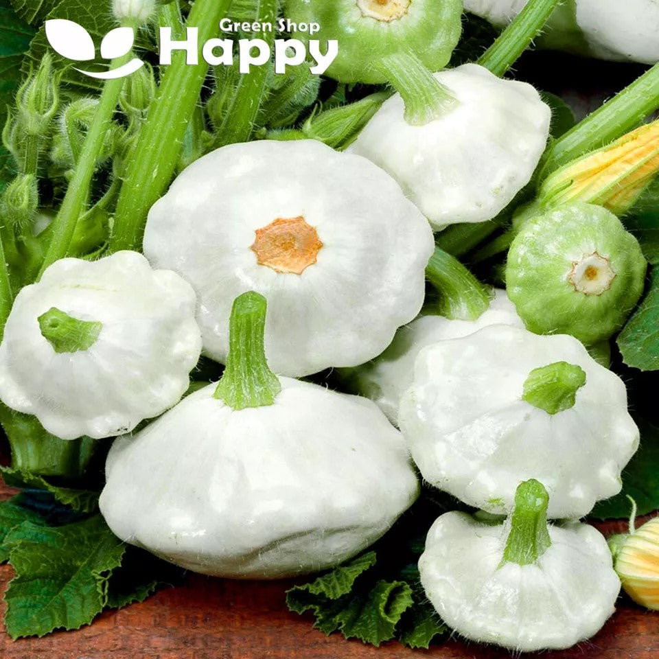 Patty Pan 'Custard White' - 15 seeds (Cucurbita pepo)