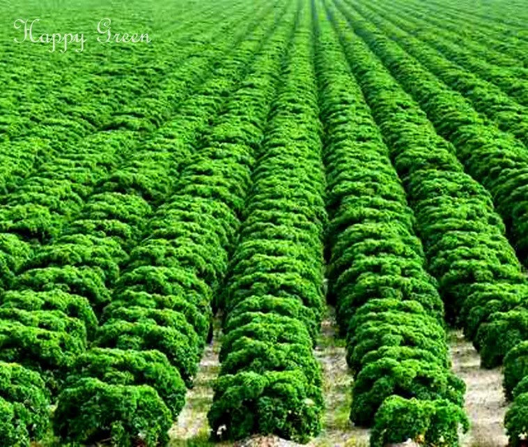 Winter Kale - 1000 seeds (Brassica oleracea)