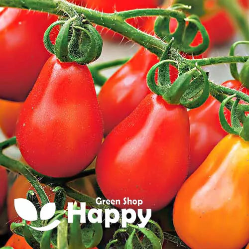 Red Pear Tomato - 60 seeds (Solanum lycopersicum)