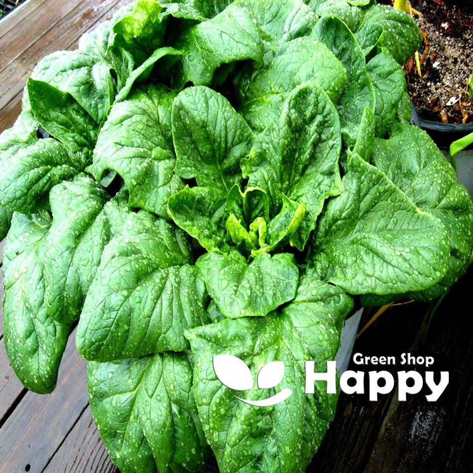 Spinach America - 400 seeds (Spinacia oleracea)