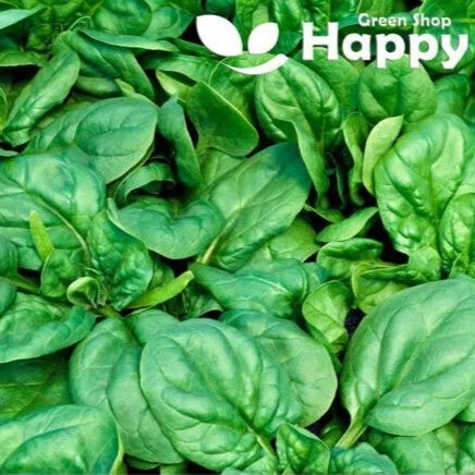 Spinach America - 400 seeds (Spinacia oleracea)