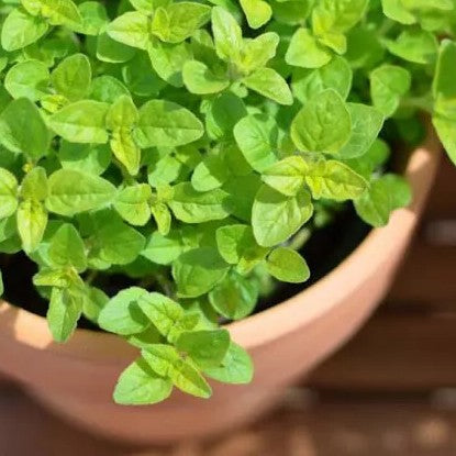 Herb seeds - Sweet Marjoram - 2000 seeds (Tender Perennial Aromatic)