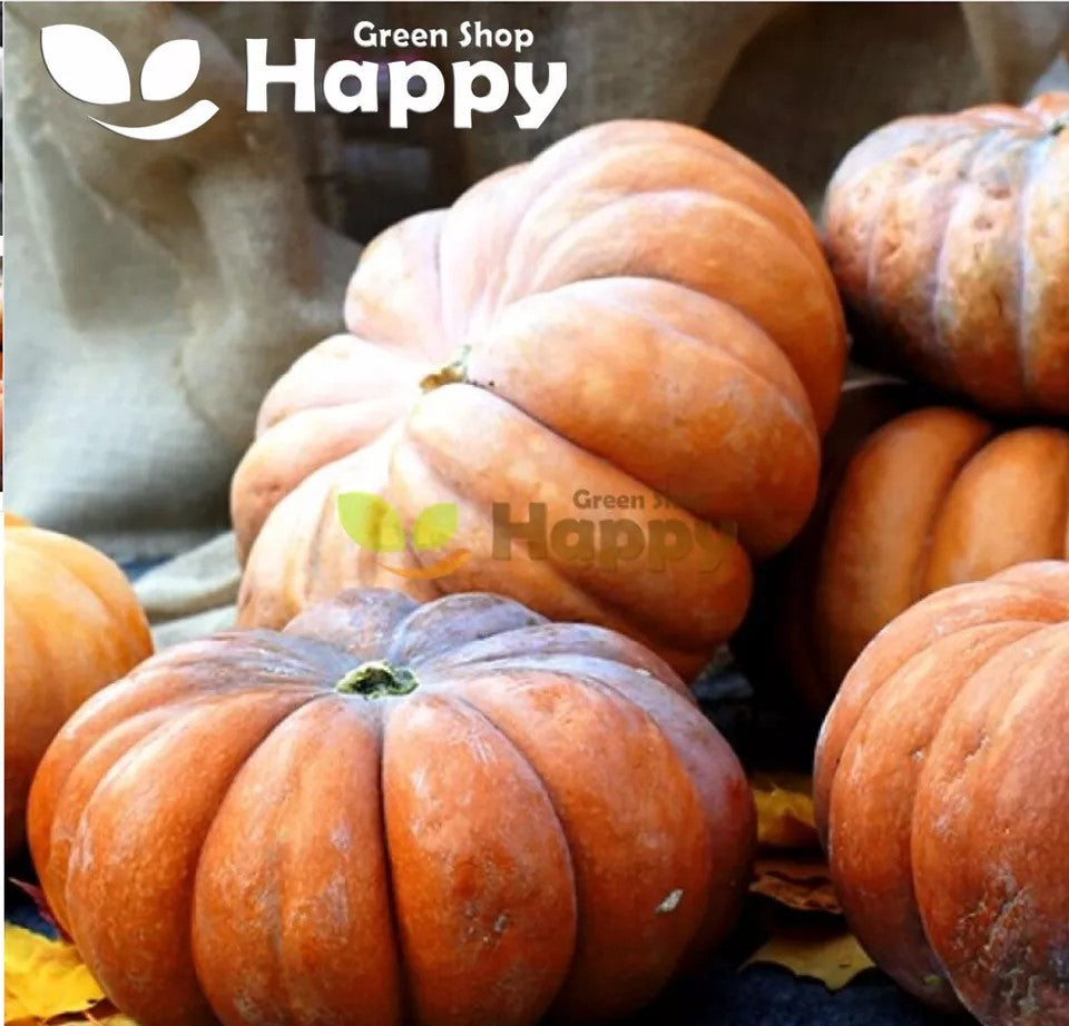 Pumpkin 'Muscade De Provence' - 15 seeds (Cucurbita moschata)