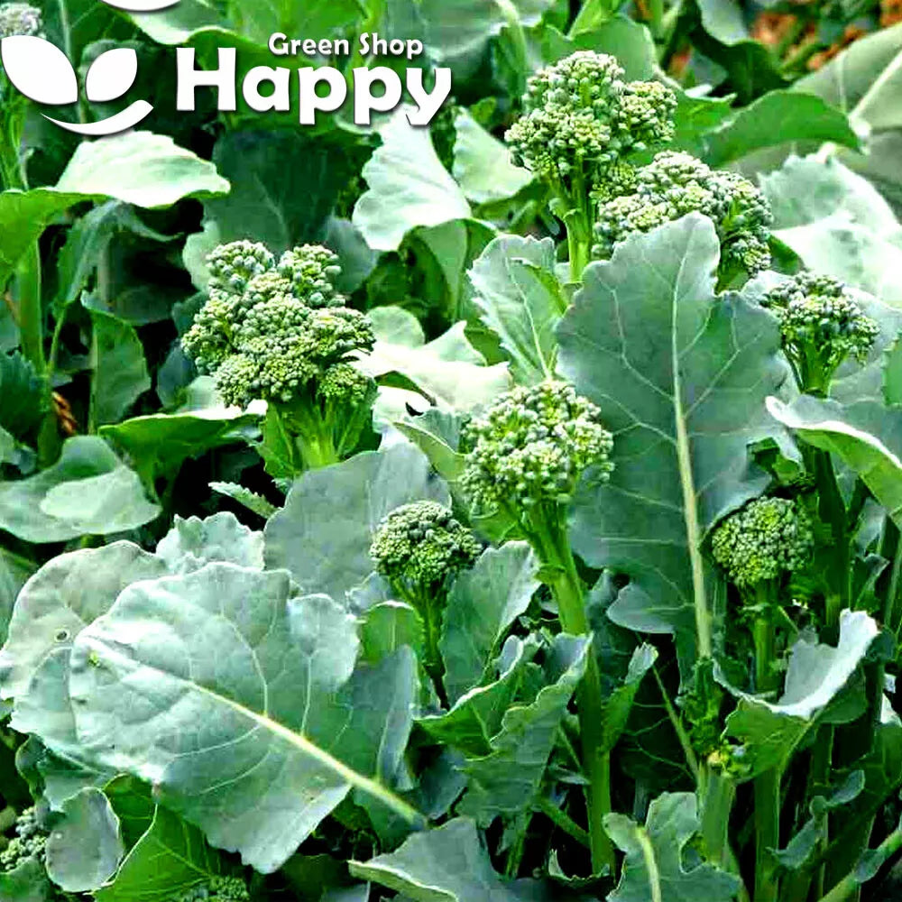Broccoletto `Centoventino` - 800 seeds (Brassica rapa)