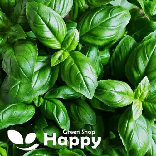 Basil Italian Sweet Genovese - 1000 seeds (Ocimum Basilicum)