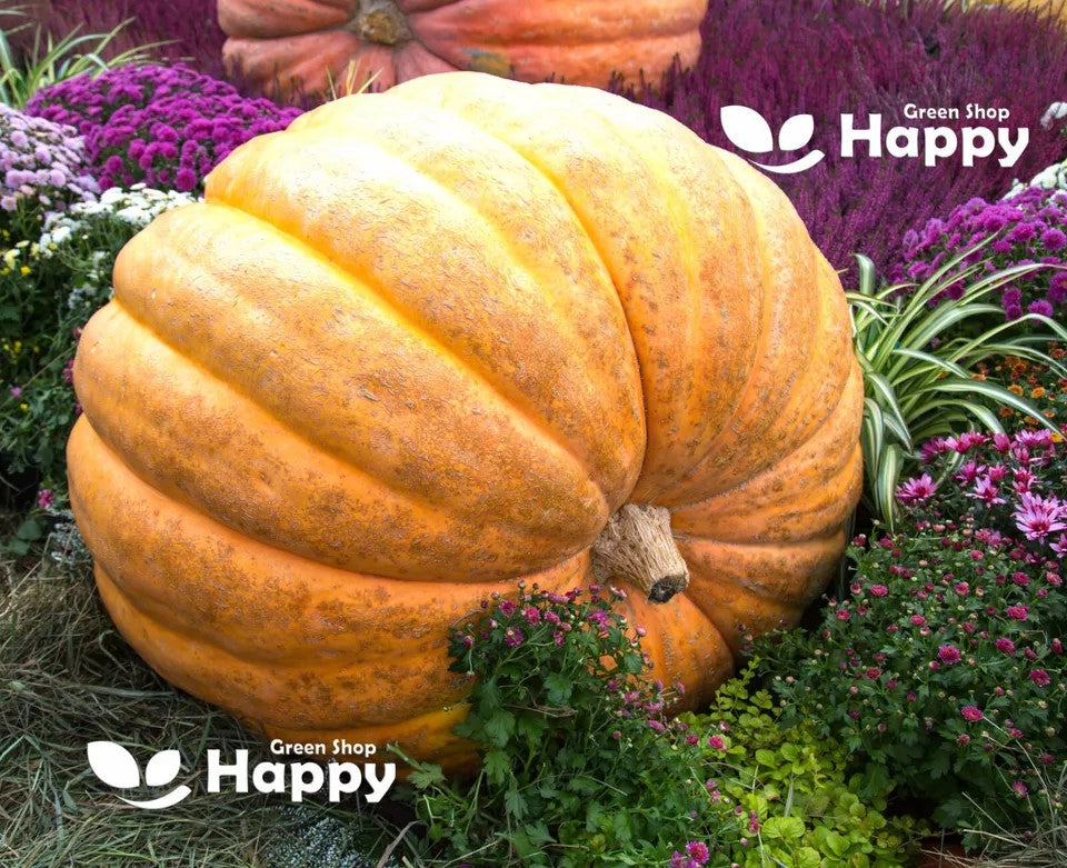 Pumpkin 'Dill's atlantic giant' - 15 seeds (Cucurbita maxima)