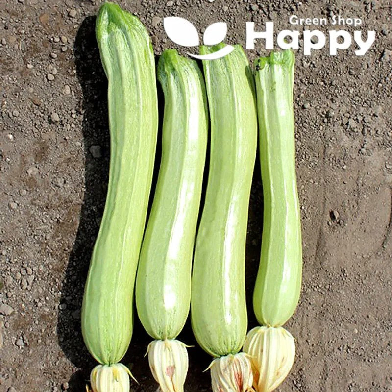 Courgette 'Lungo Blanco' - 15 seeds - Long white zucchini