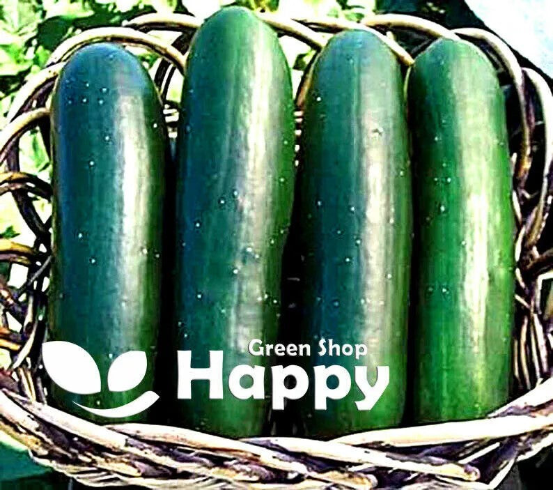 Vegetable Cucumber  Jogger F1 - 30 seeds (Cucumis sativus)