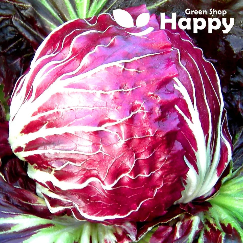 Baby Leaf "Radicchio Palla Rossa 3" - Chicory Endive Crispy Leaf - 1000 seeds