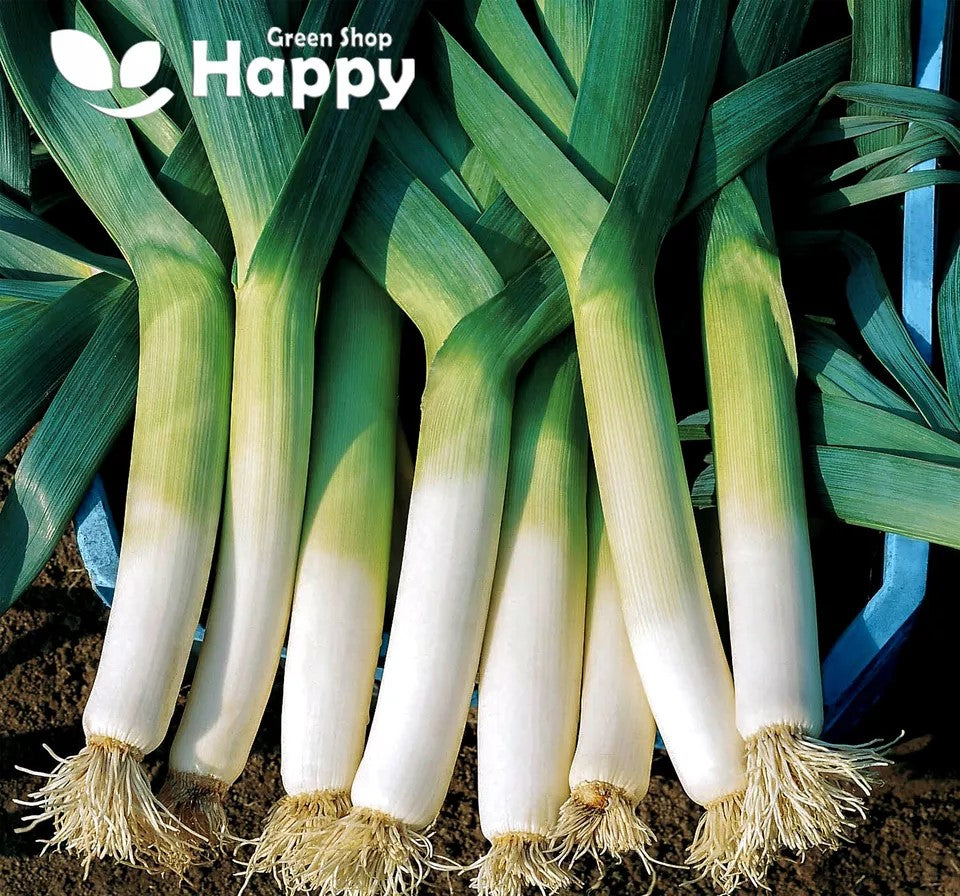 Leek 'Winner' - 400 seeds (Allium porrum)